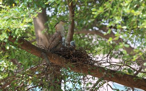 家裡有鳥築巢 陰樹陽樹